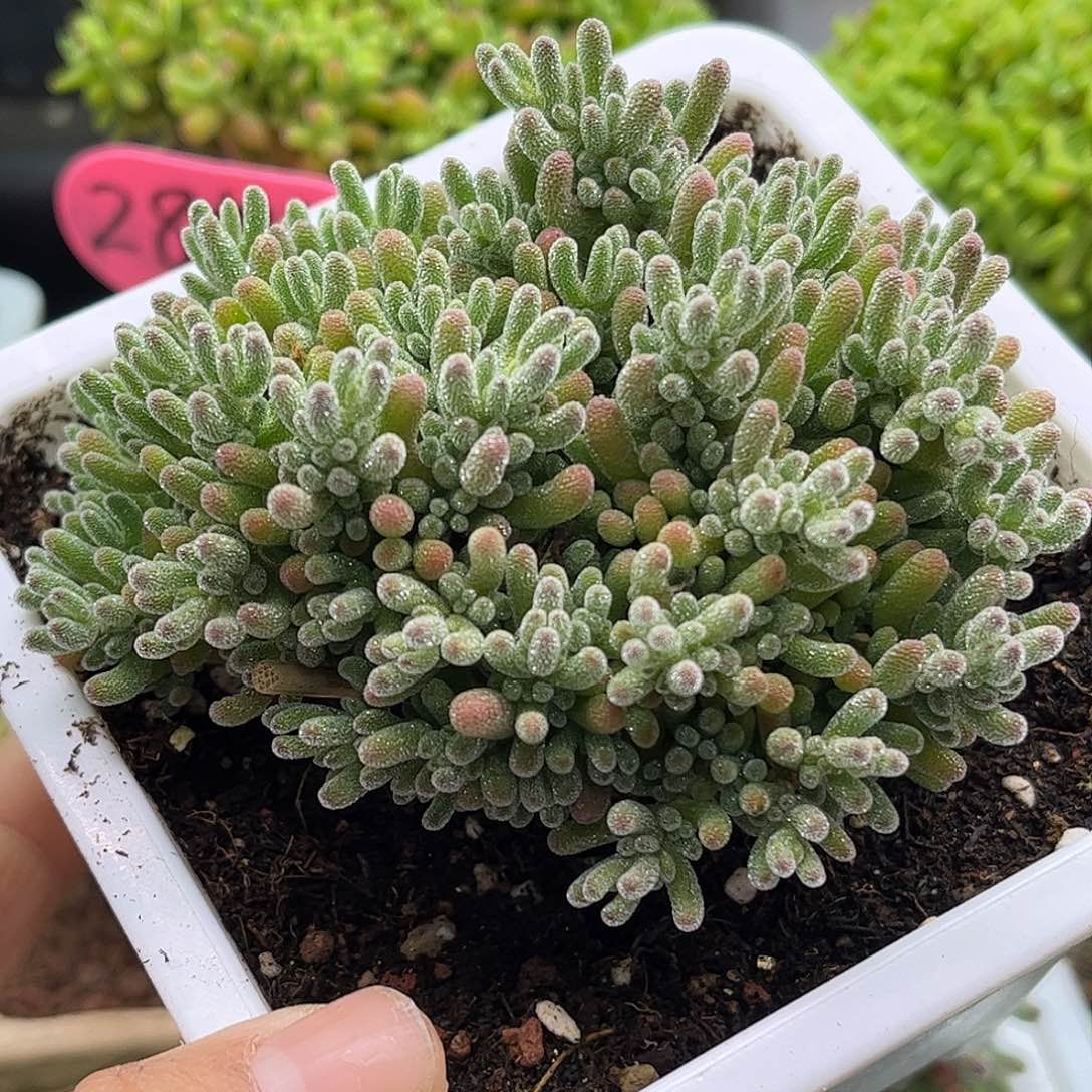 23冰晶优选枝干番杏