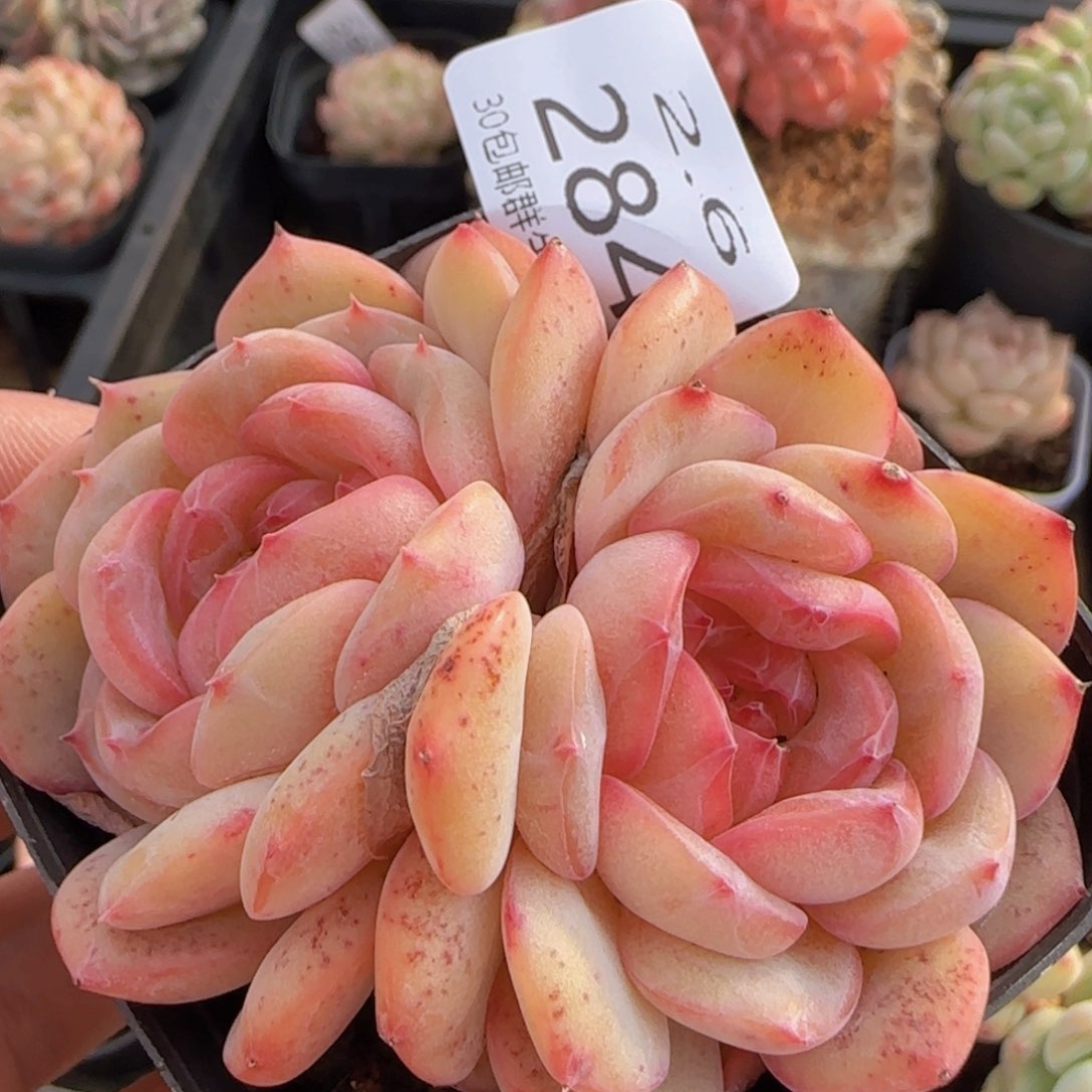 糖心老桩双头一颗