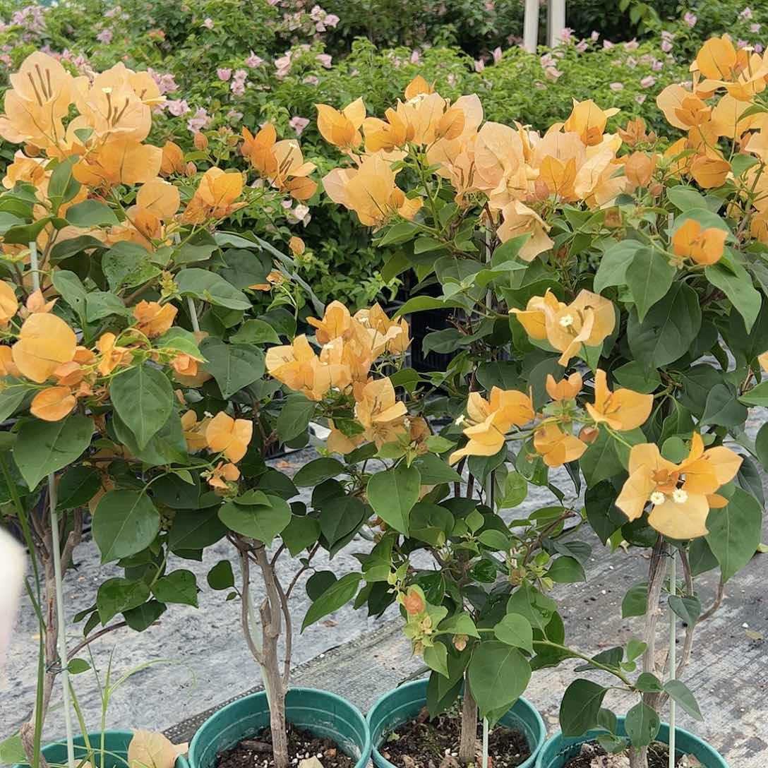 大部分开放少量花苞金色光辉一颗