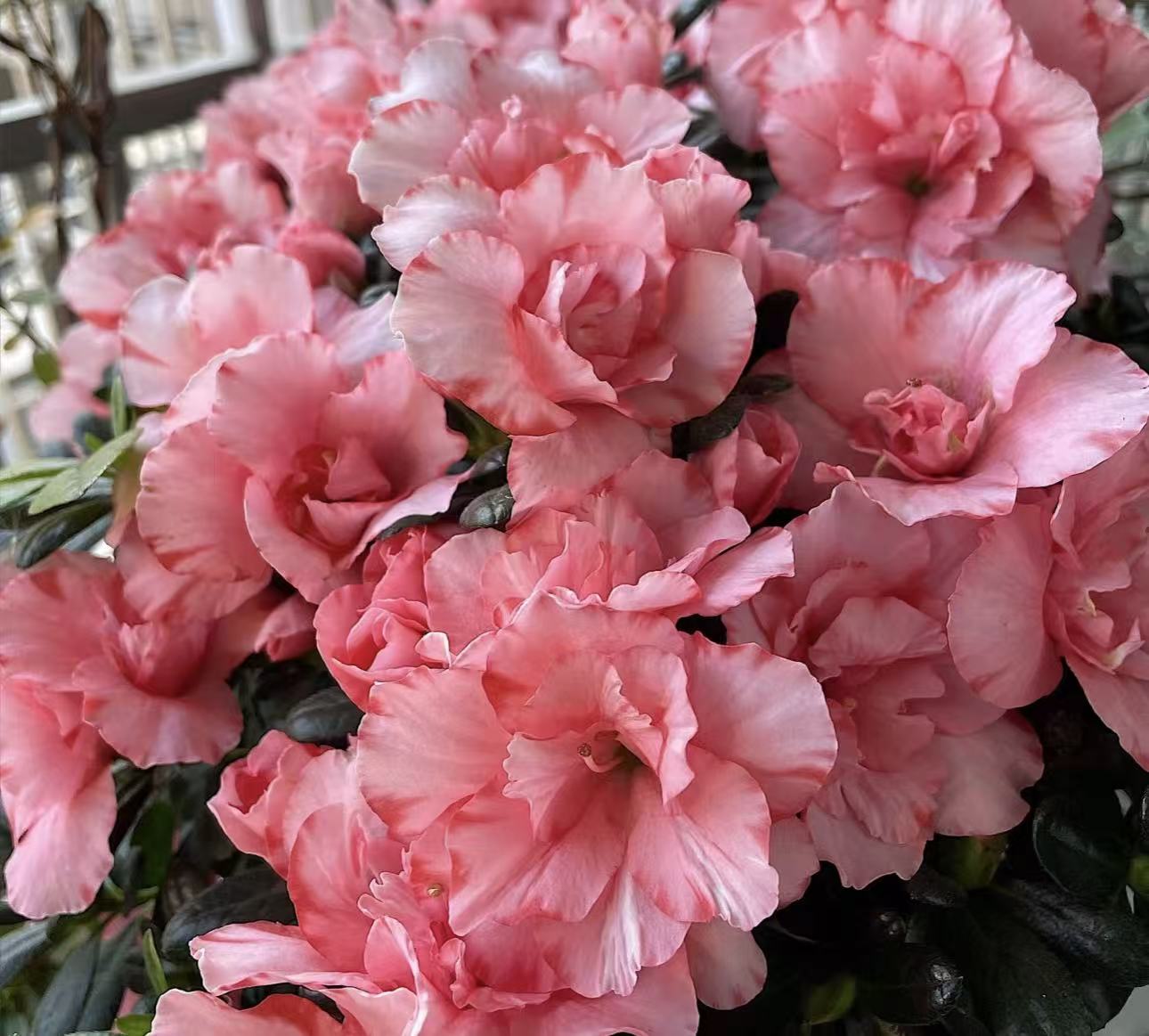 【李先生】 小桃红！！杜鹃花盆栽室内外花园绿植