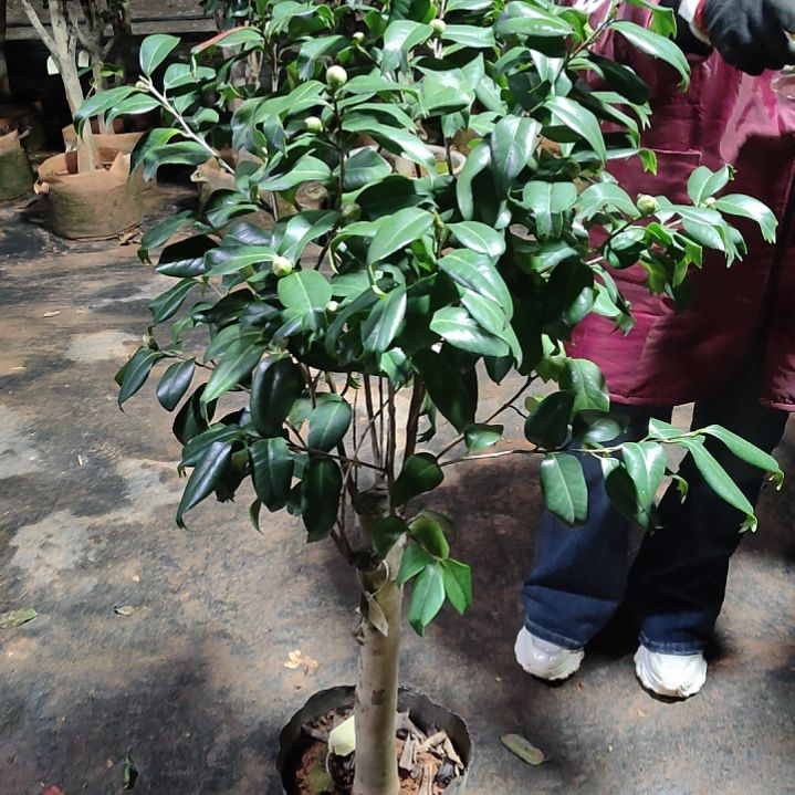 全部花苞绿**踪风尘之星不包邮