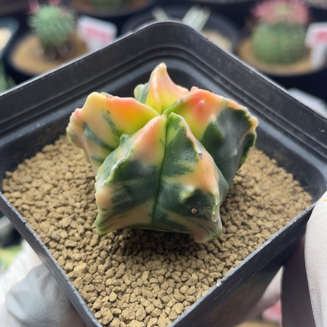 实生五角核桃锦仙人球多肉