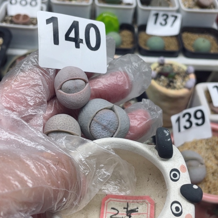 柏**雾140高尔夫3颗带盆