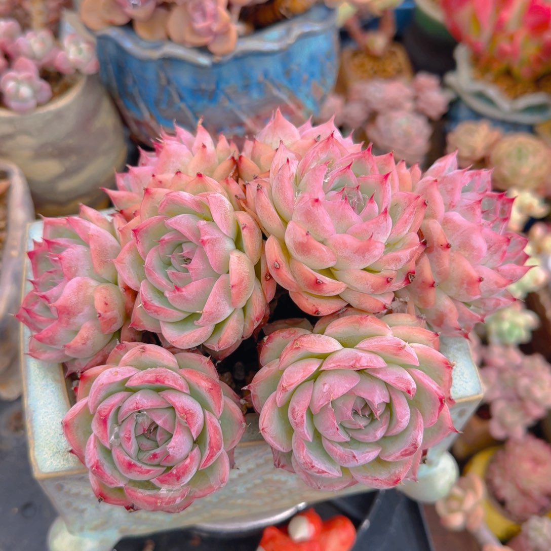 侧影一图一物拍不退不换满68包顺丰