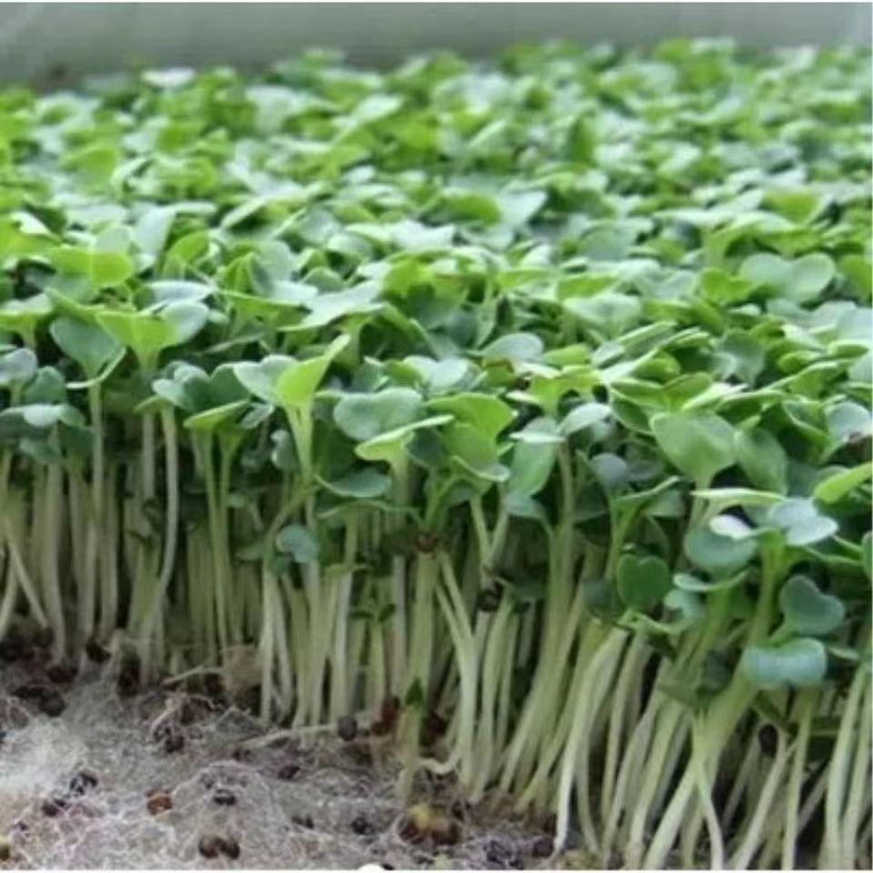 四季速生七天可吃萝卜苗萝卜菜娃娃菜种子阳台水培菜芽苗种籽