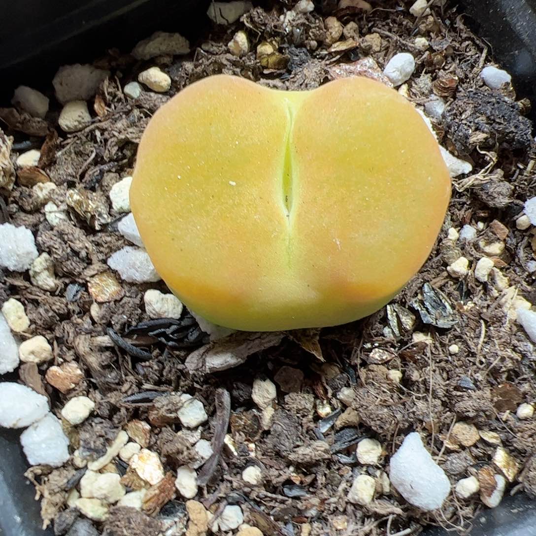 【闪购商品】258 黄桃