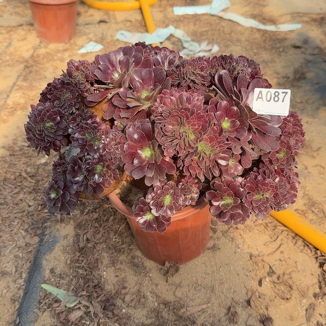 087欧紫朵朵有伤一颗呀呀