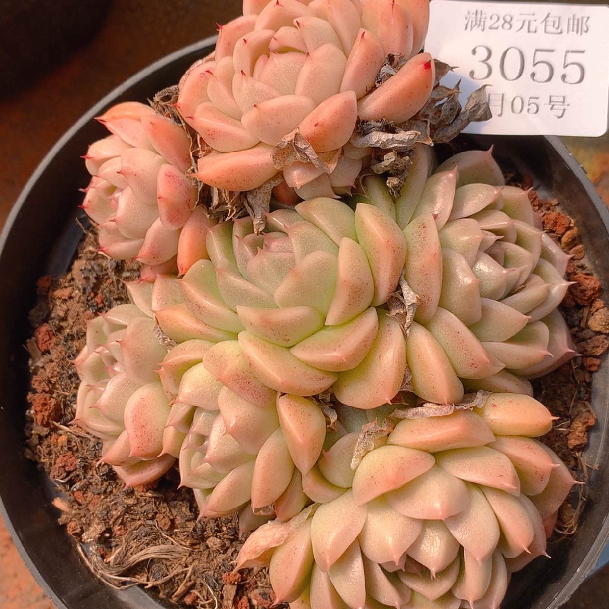 【闪购商品】云3055