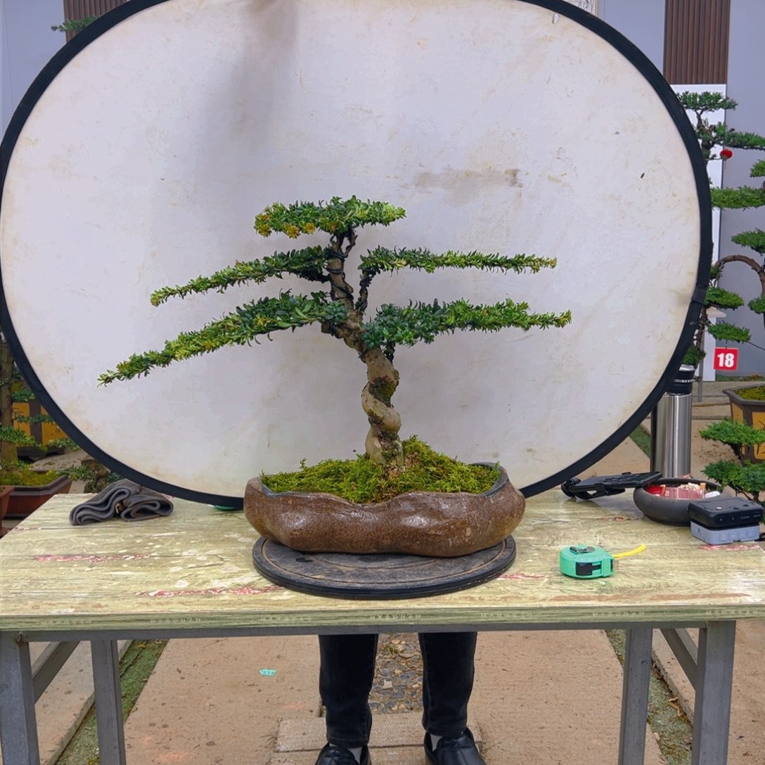 盆景红芽菊花珍珠罗汉松