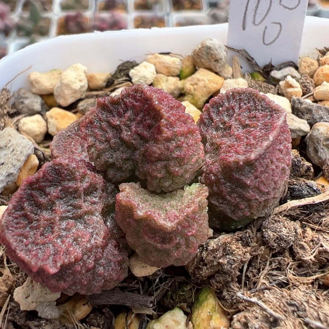 实生新品多肉植物水泡