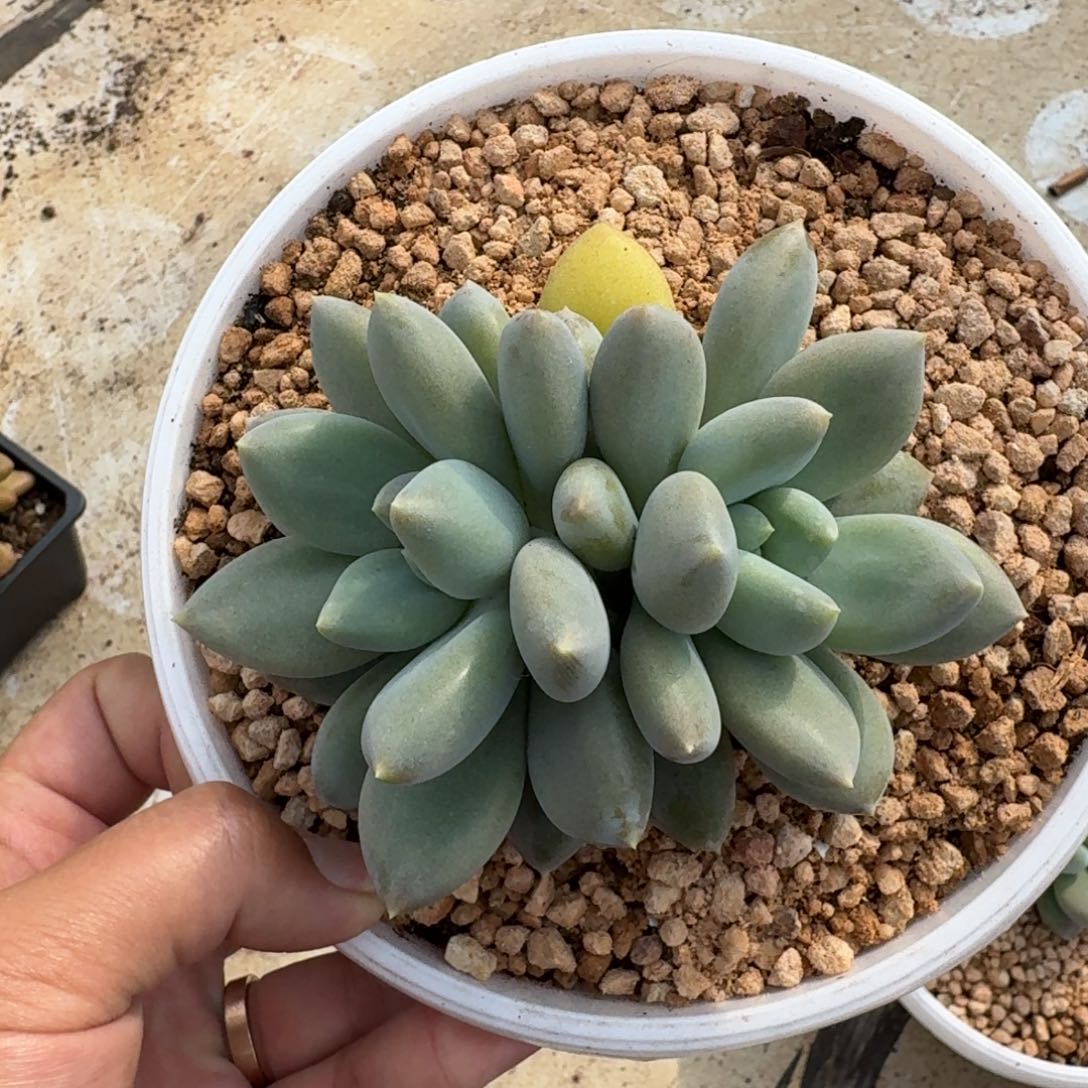 黄胖体 哥特 双头 一物一拍