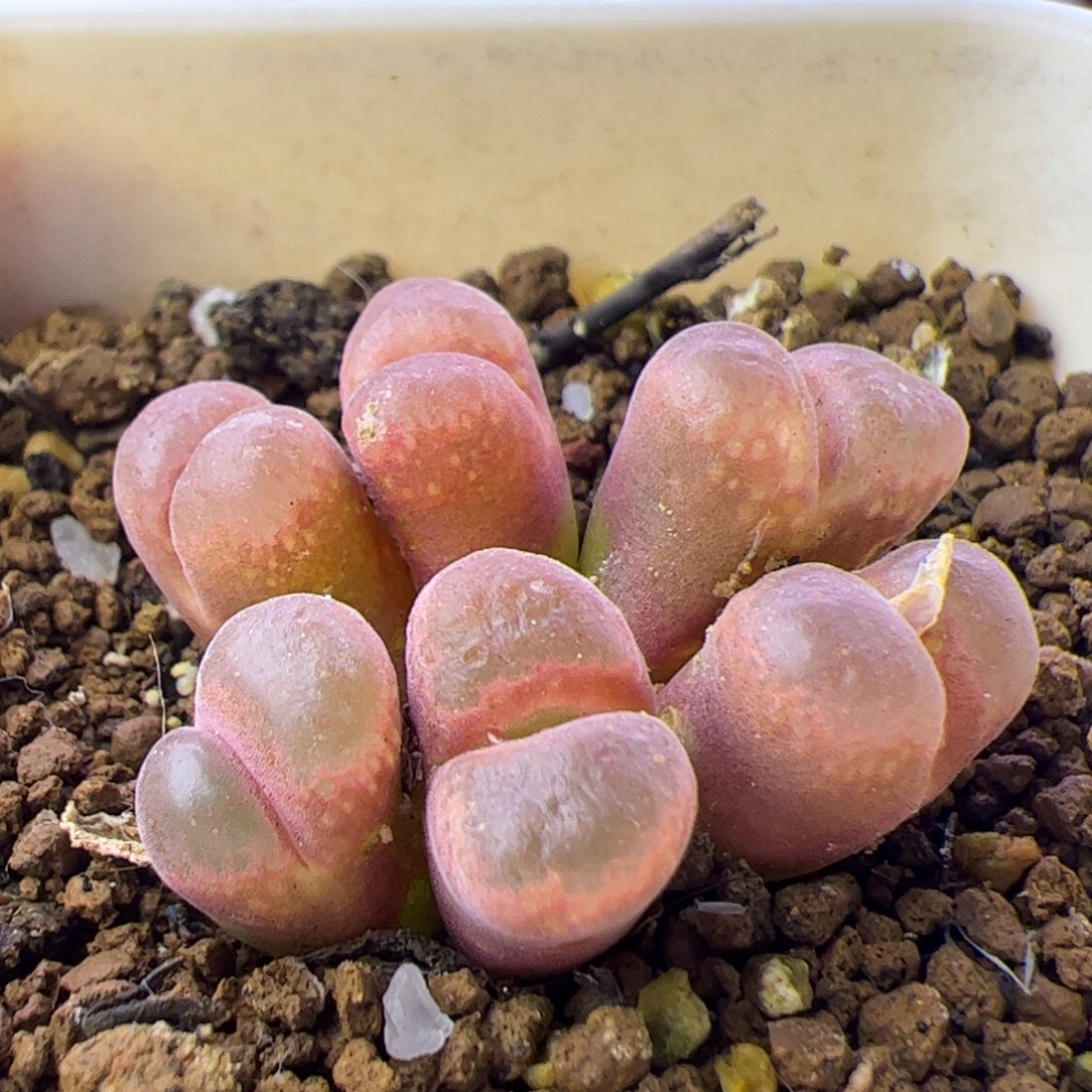 多肉植物肉锥风铃群生