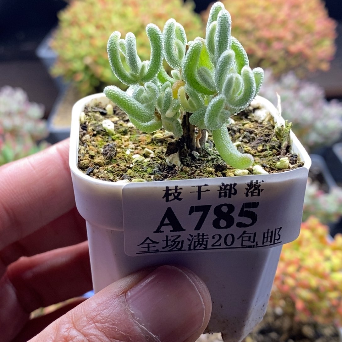 橙叶锦785。             