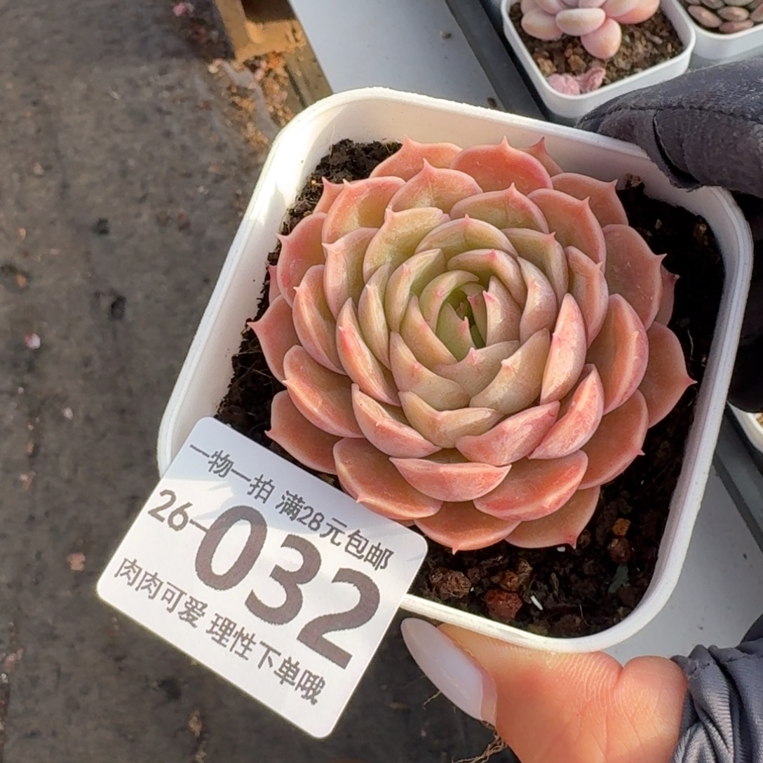 昂斯诺无盆土发货无盆