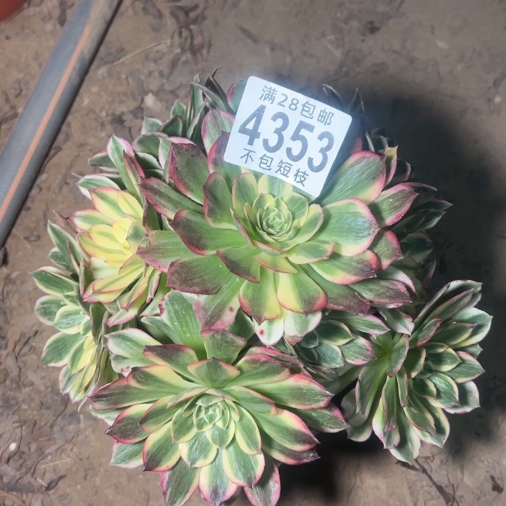 海王多肉植物法师4383