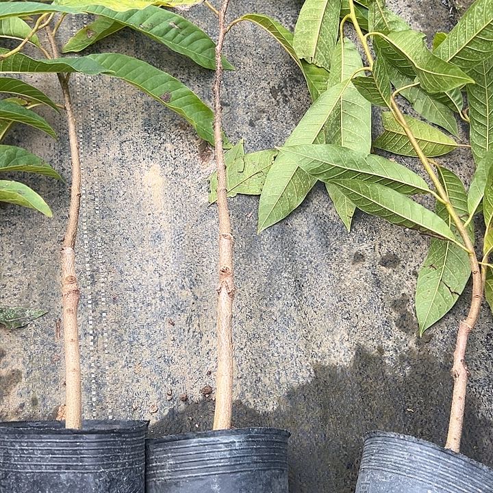 岩***叫金钻凤梨3795665769678