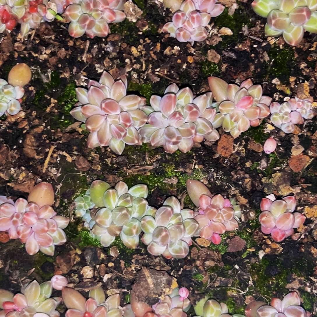 10颗 桔云多肉美人