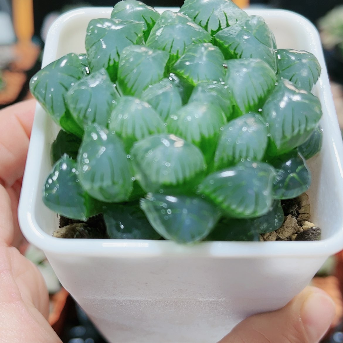 【闪购商品】实生玉露