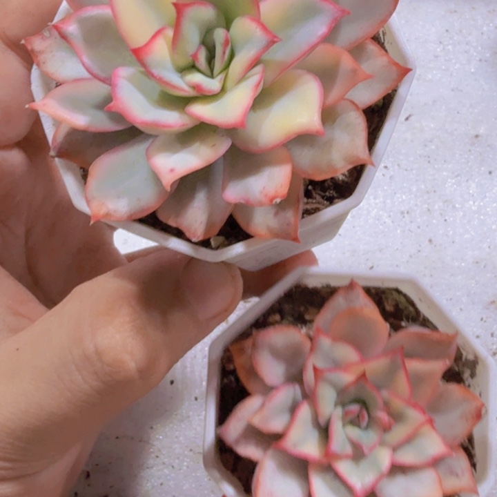 月光女神锦一颗福利