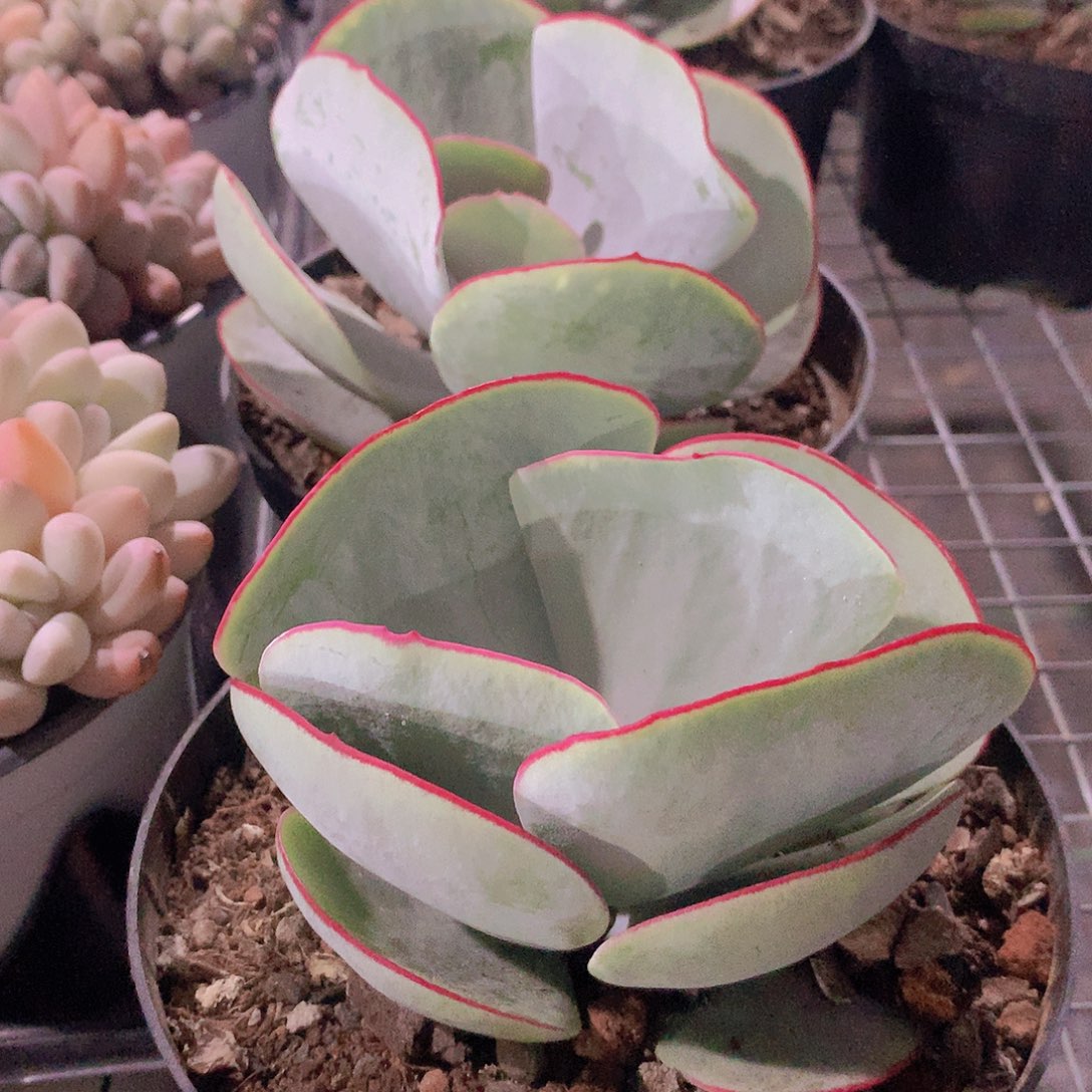 白眉2456788990000000