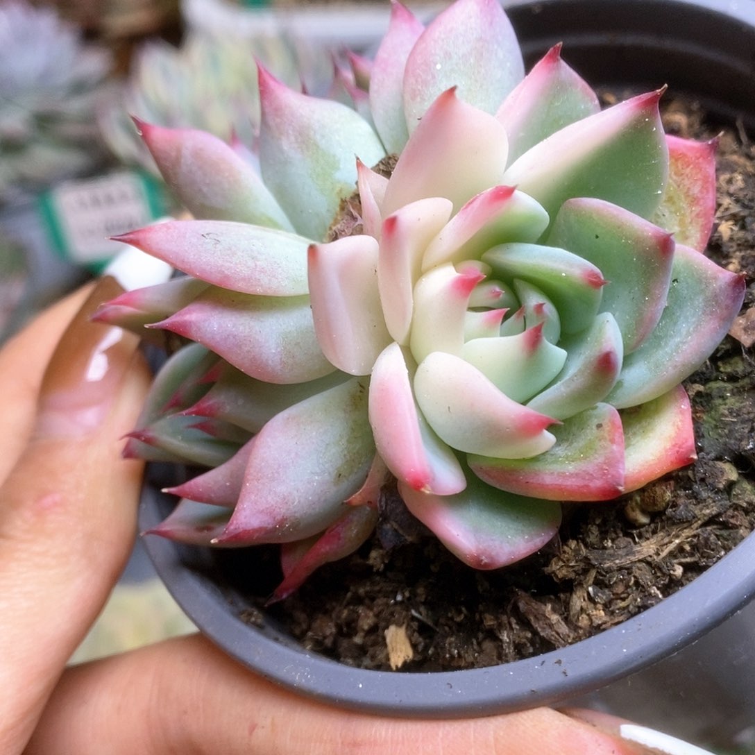 114三头双头带锦锦锦锦锦