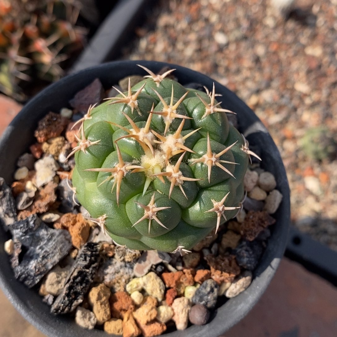 植播园艺短豪刺象牙丸