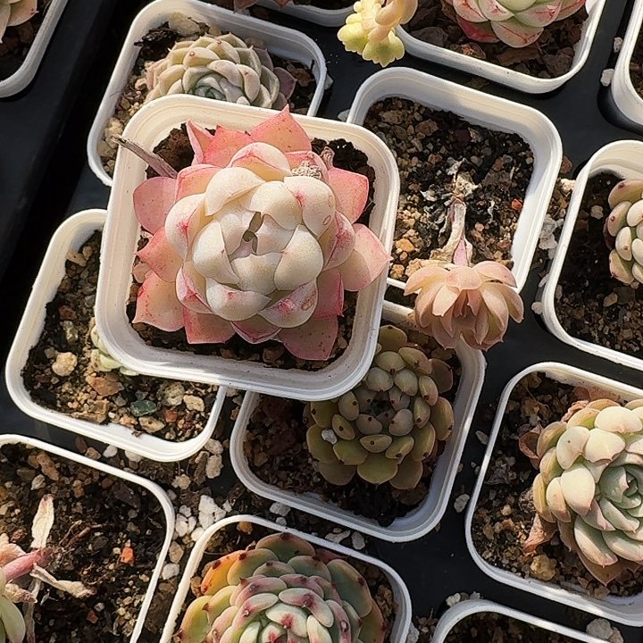 雲*满20包邮多肉植物