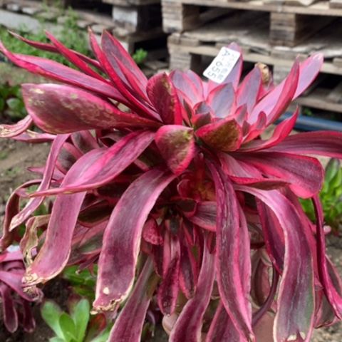 655红魔女满25包邮多肉