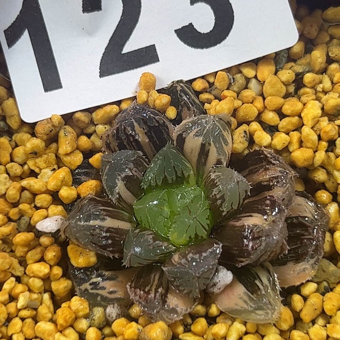 红岩寿锦十二卷多肉植物