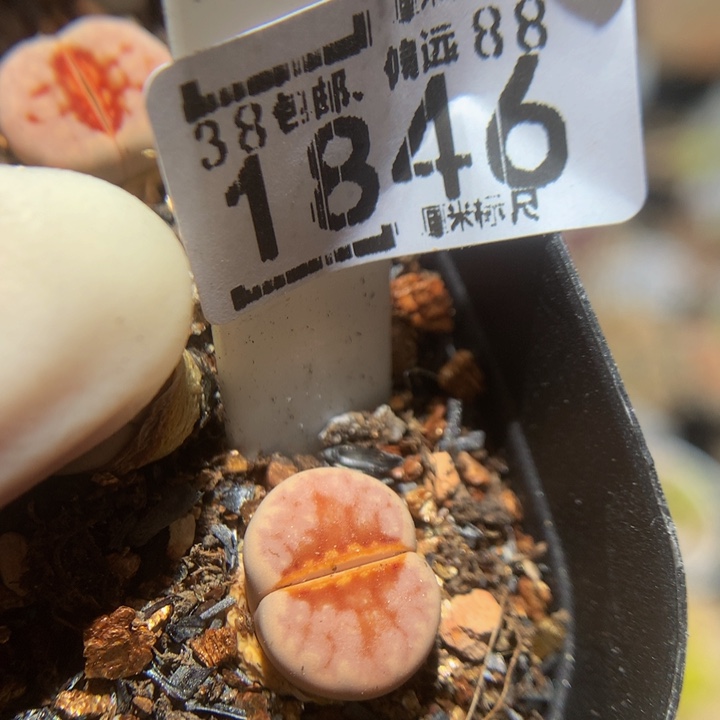 Zzz精品生石花1846