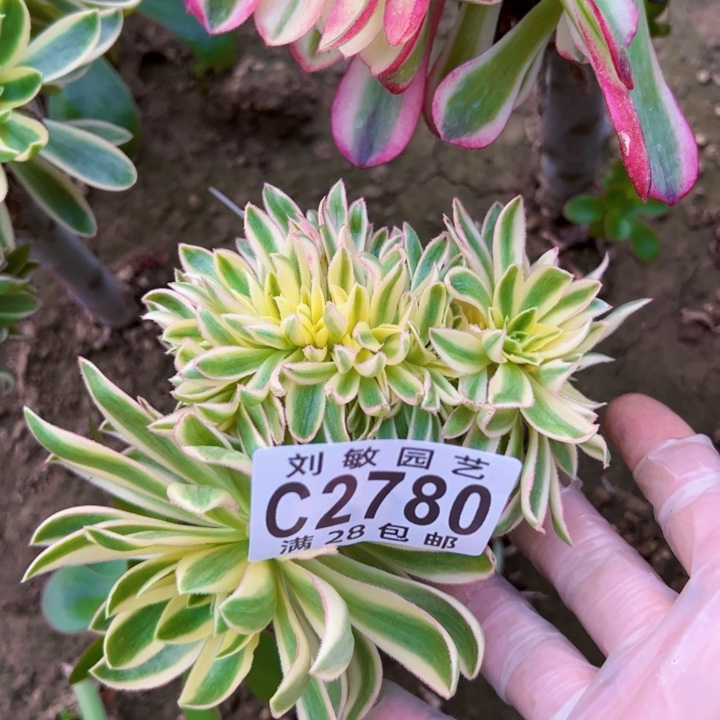 2780青莲缀多肉砍头
