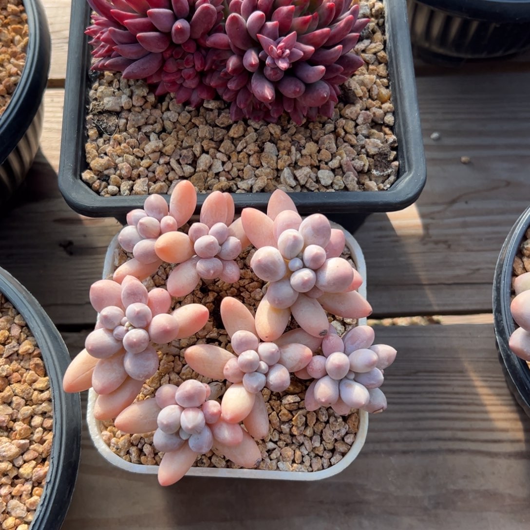 丹***姐车厘子香水手指各一颗11111111111