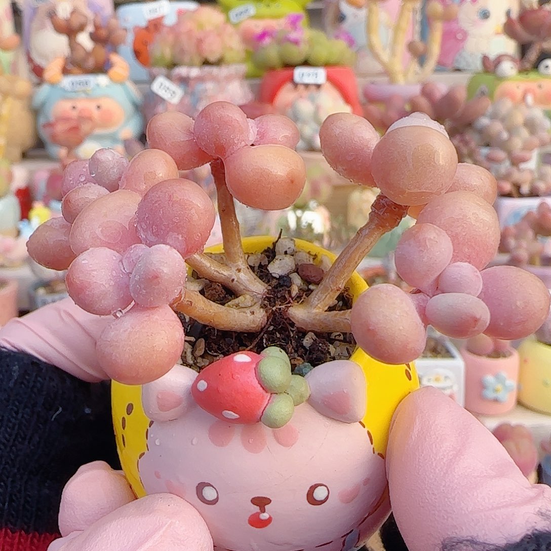 L造型桃蛋 盆口2.5cm