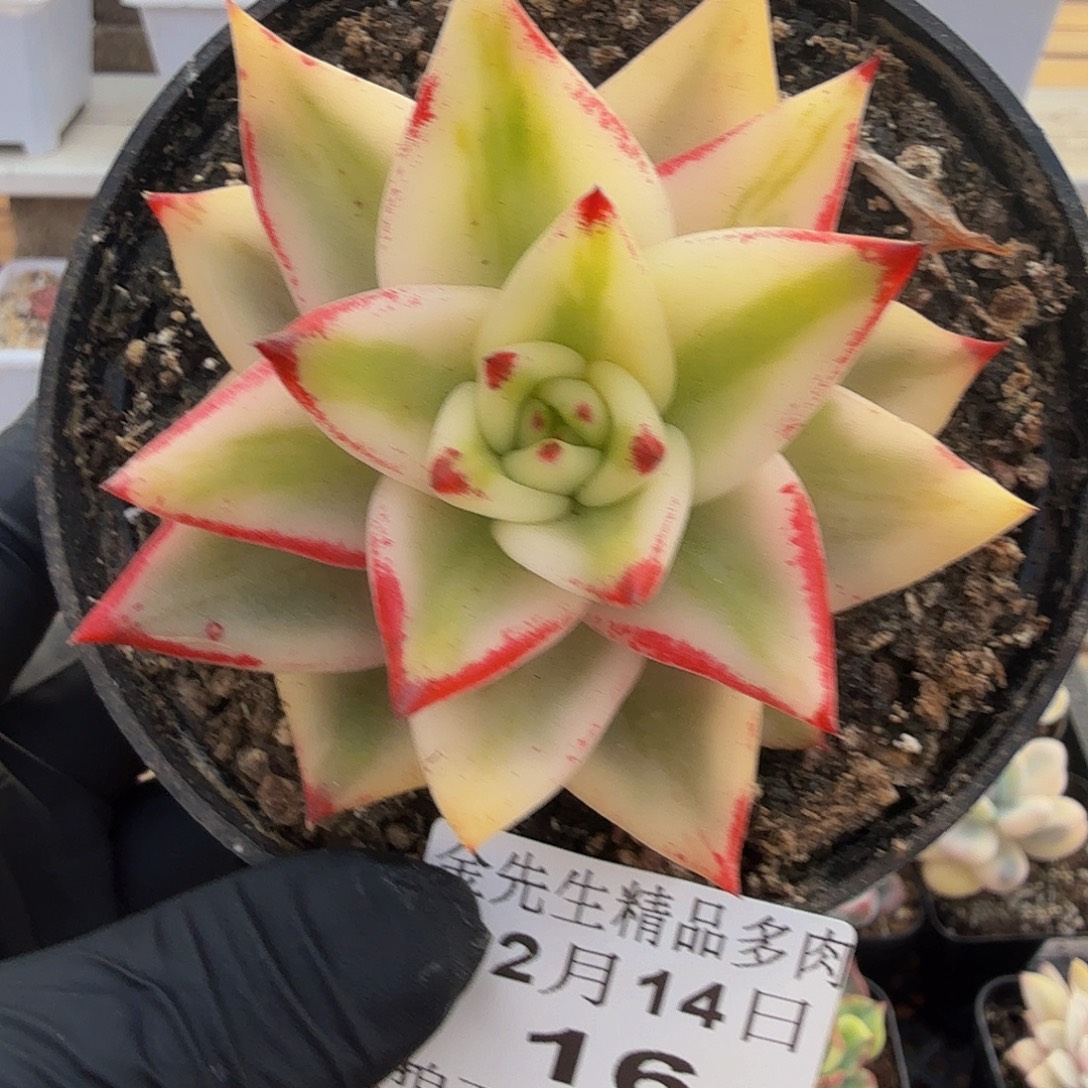 1214-16墨西哥玛丽亚锦