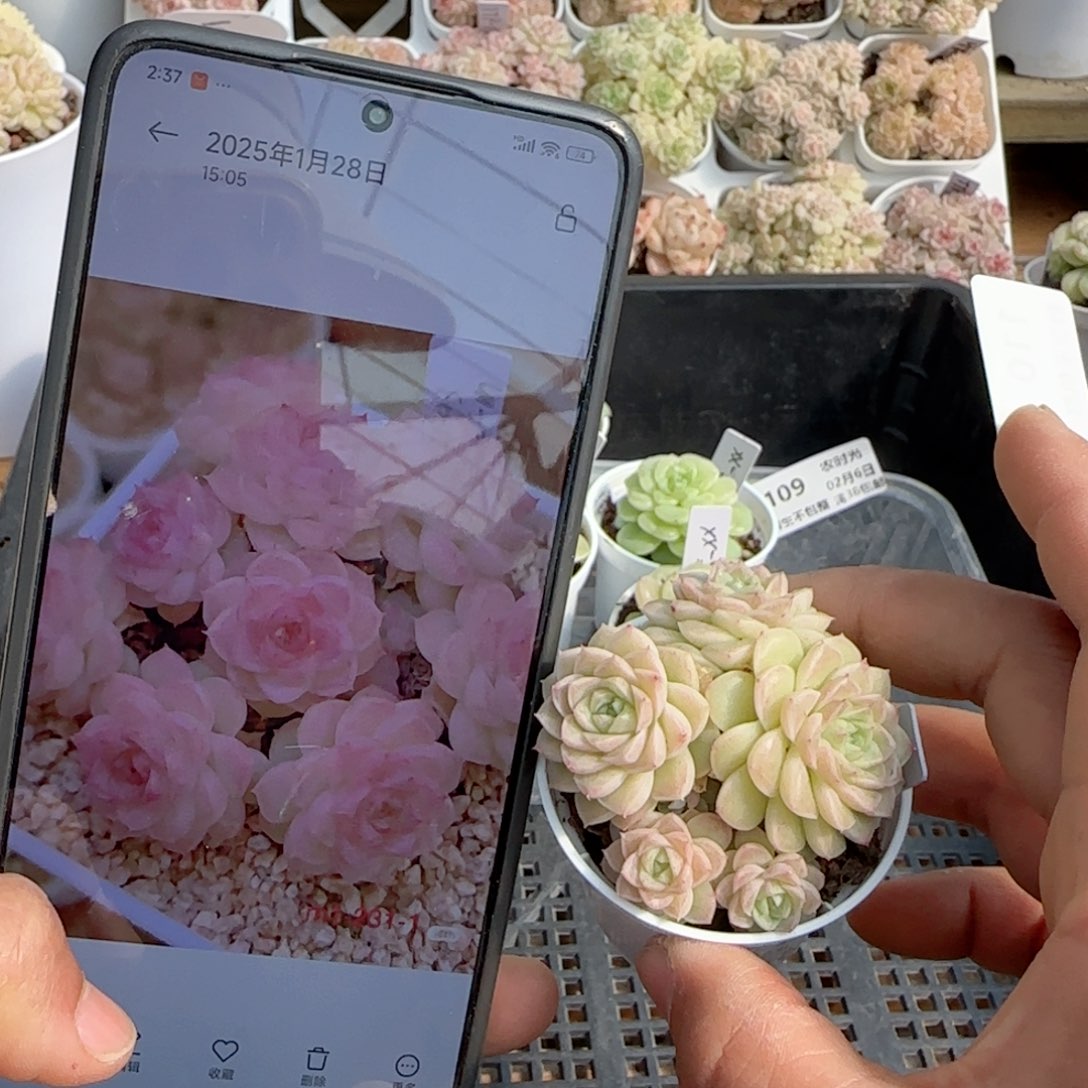 【闪购商品】0206-110（m1-231-1）