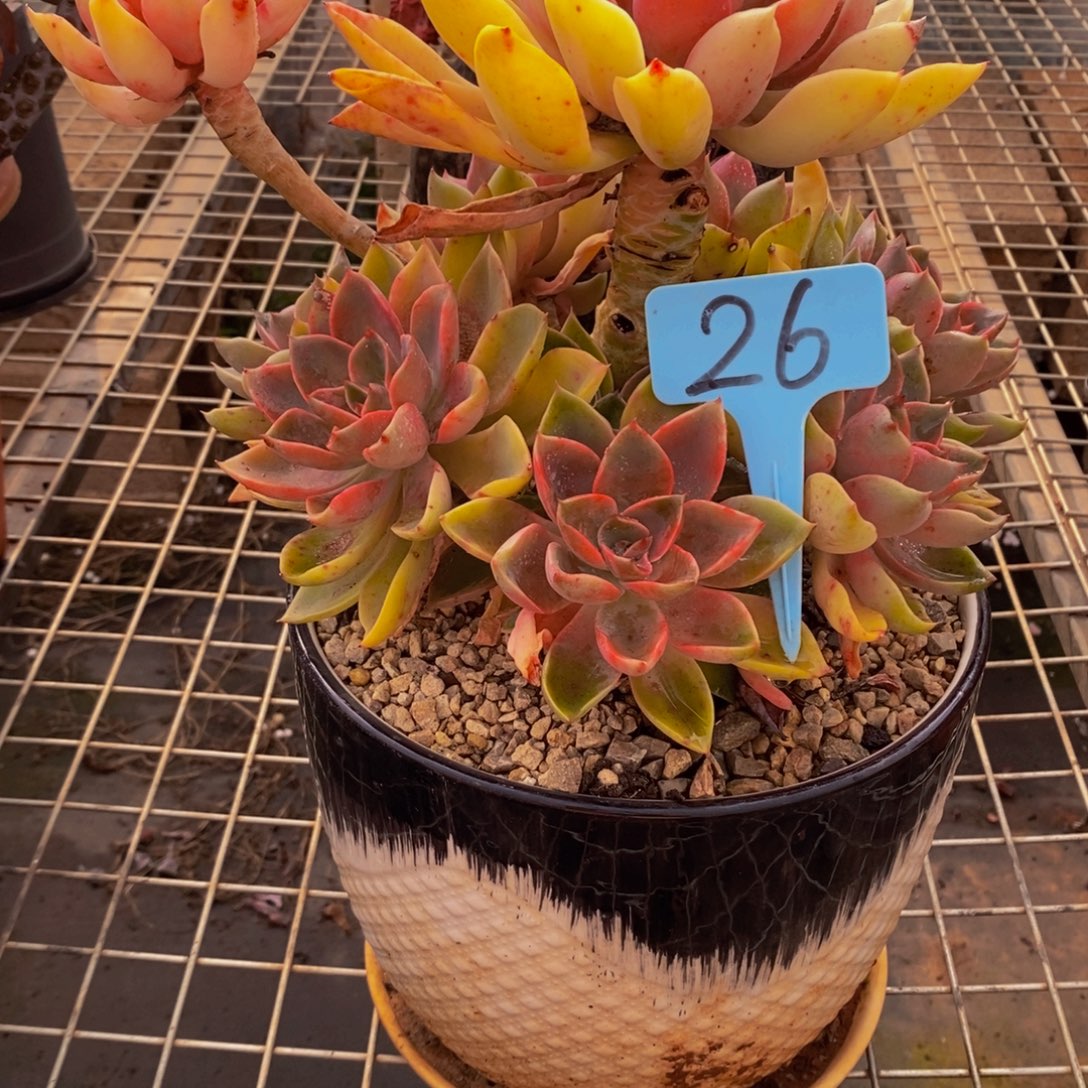 岳***华紫气东来26。          