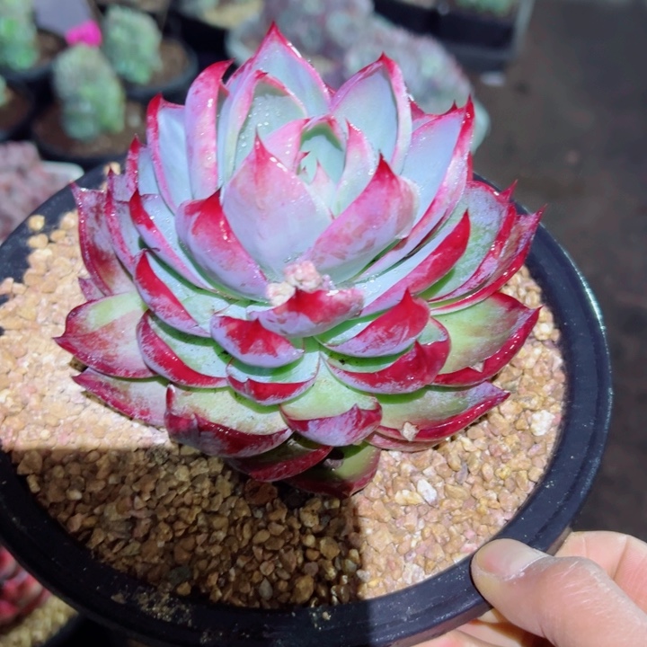 精品多肉植物老桩