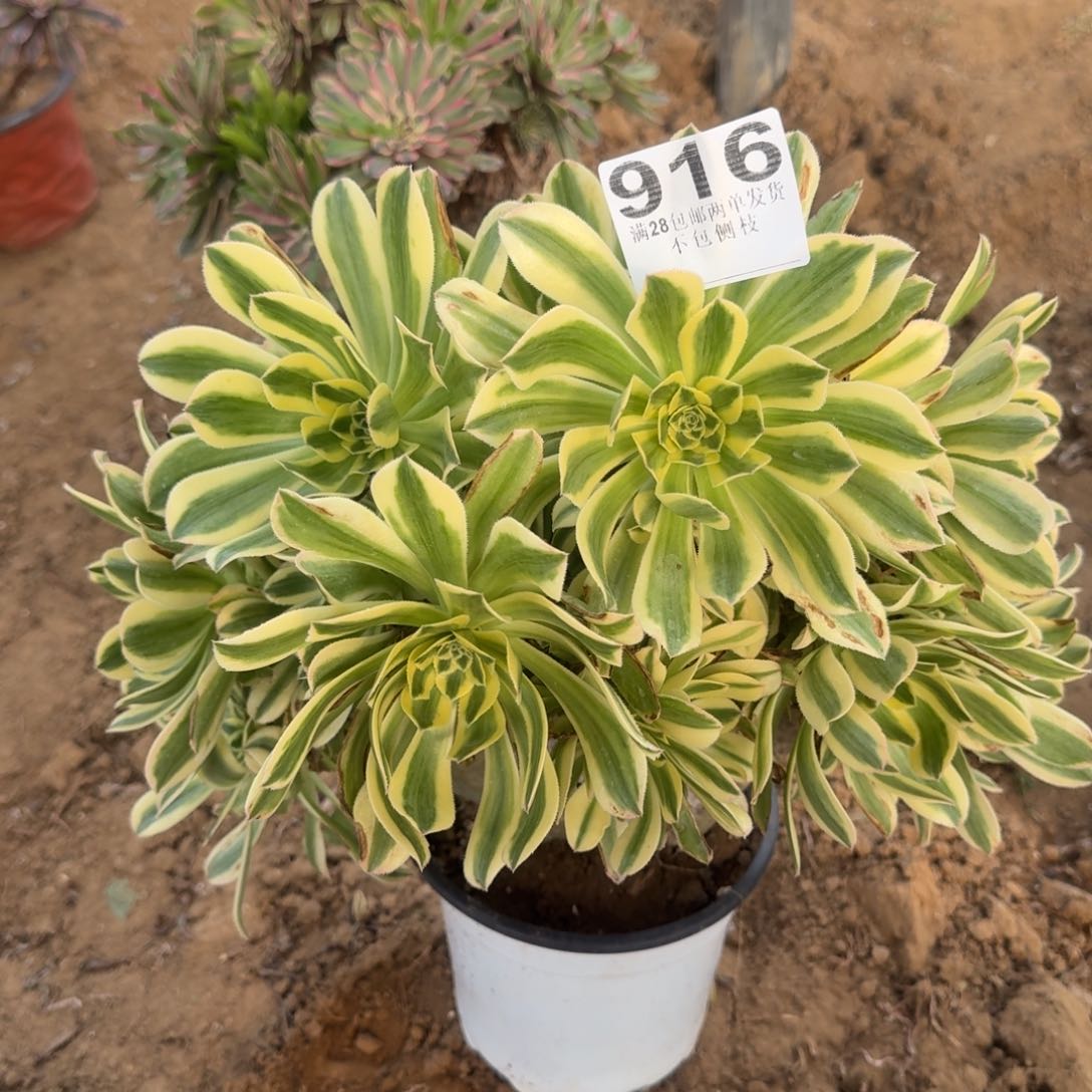 916号艳日缀朵朵清棚不包损