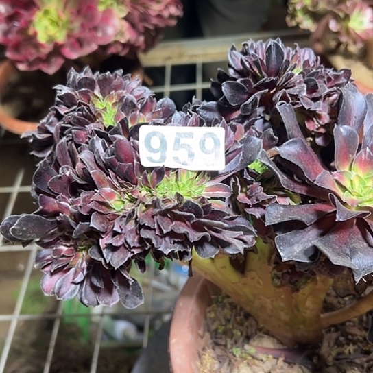 养****多肉植物一个花那959
