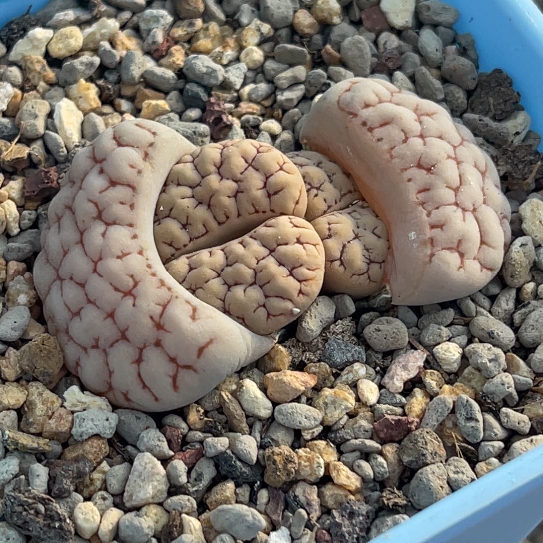 6117双头红纹189一颗