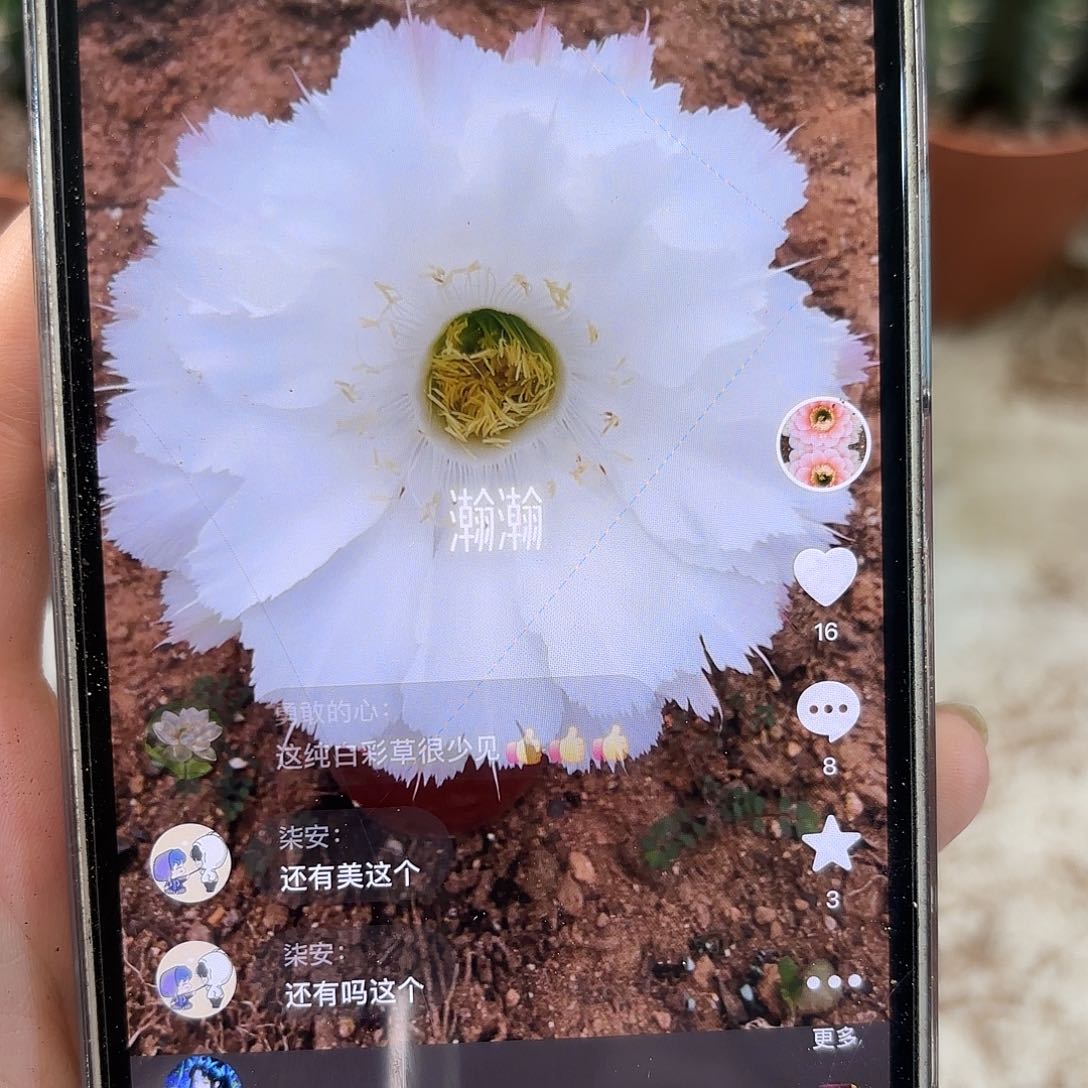 彩草白羽5-5.5公分有干皮