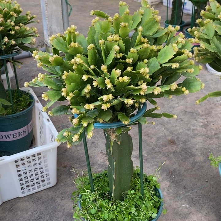 当前无花栽培后可以开花?*?199嫁接028