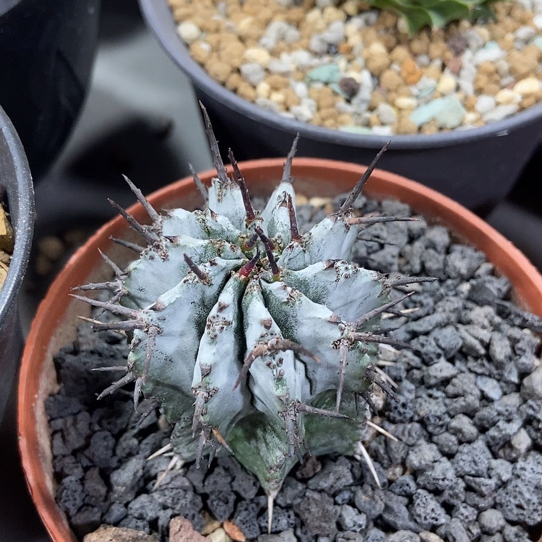 实生白衣魁伟玉仙人球