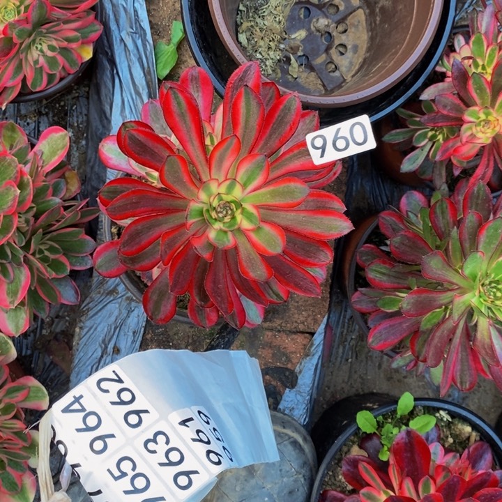 960 香法师1111111