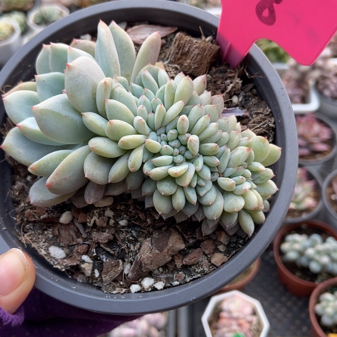118星影缀多肉植物多肉
