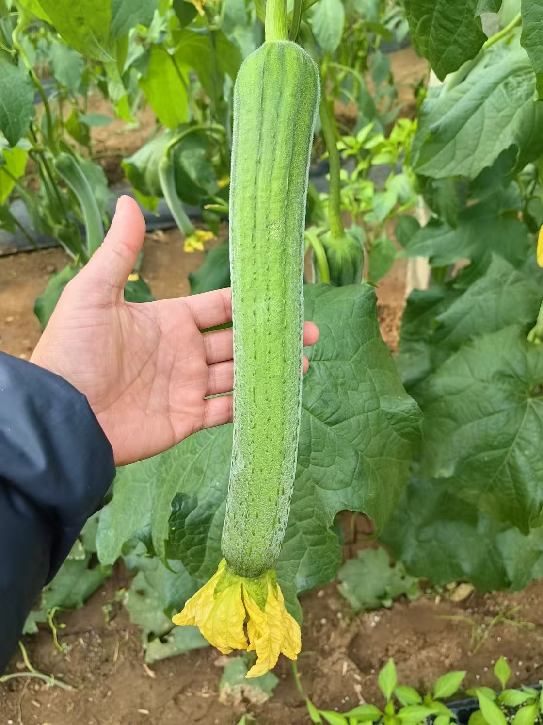 春美好 肉丝瓜 第5-7片叶现雌产量高