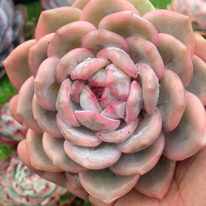 梦露锦福利粗桩福利