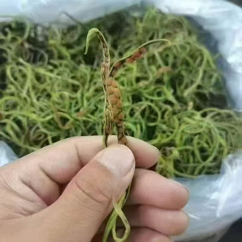 深山大叶黄金草净含量50g
