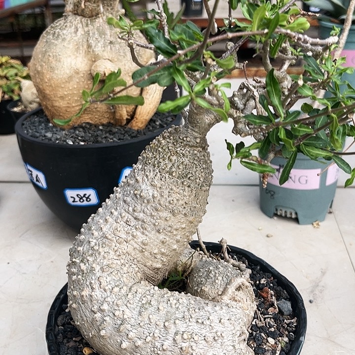 潮流植物盘腿火星人