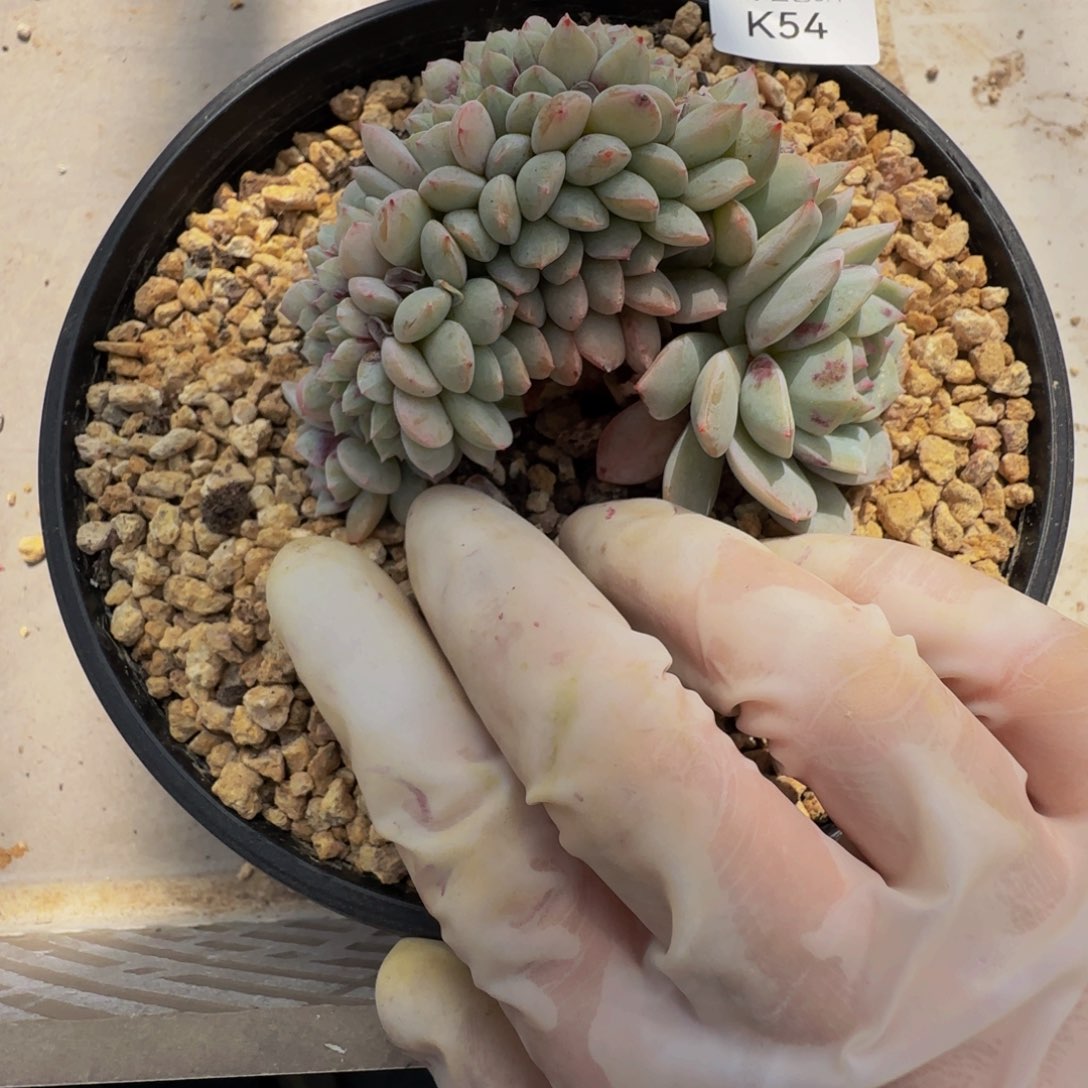 k k k k k k k k 54